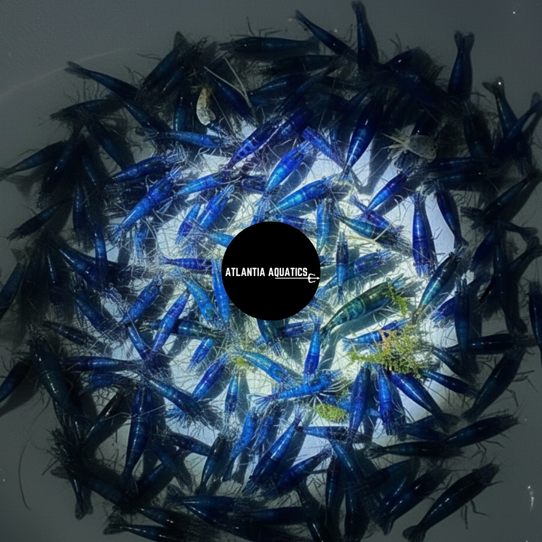 Blue Dream Neocaridina Shrimp - Deep Blue Freshwater Aquarium Shrimp