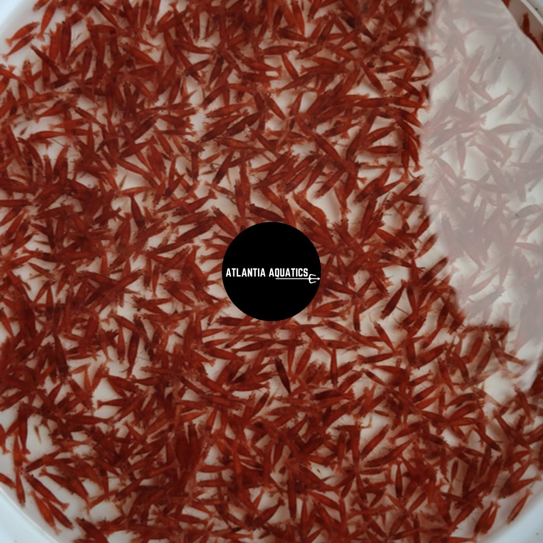 Fire Red Neocaridina Shrimp - Vibrant Red Freshwater Aquarium Shrimp