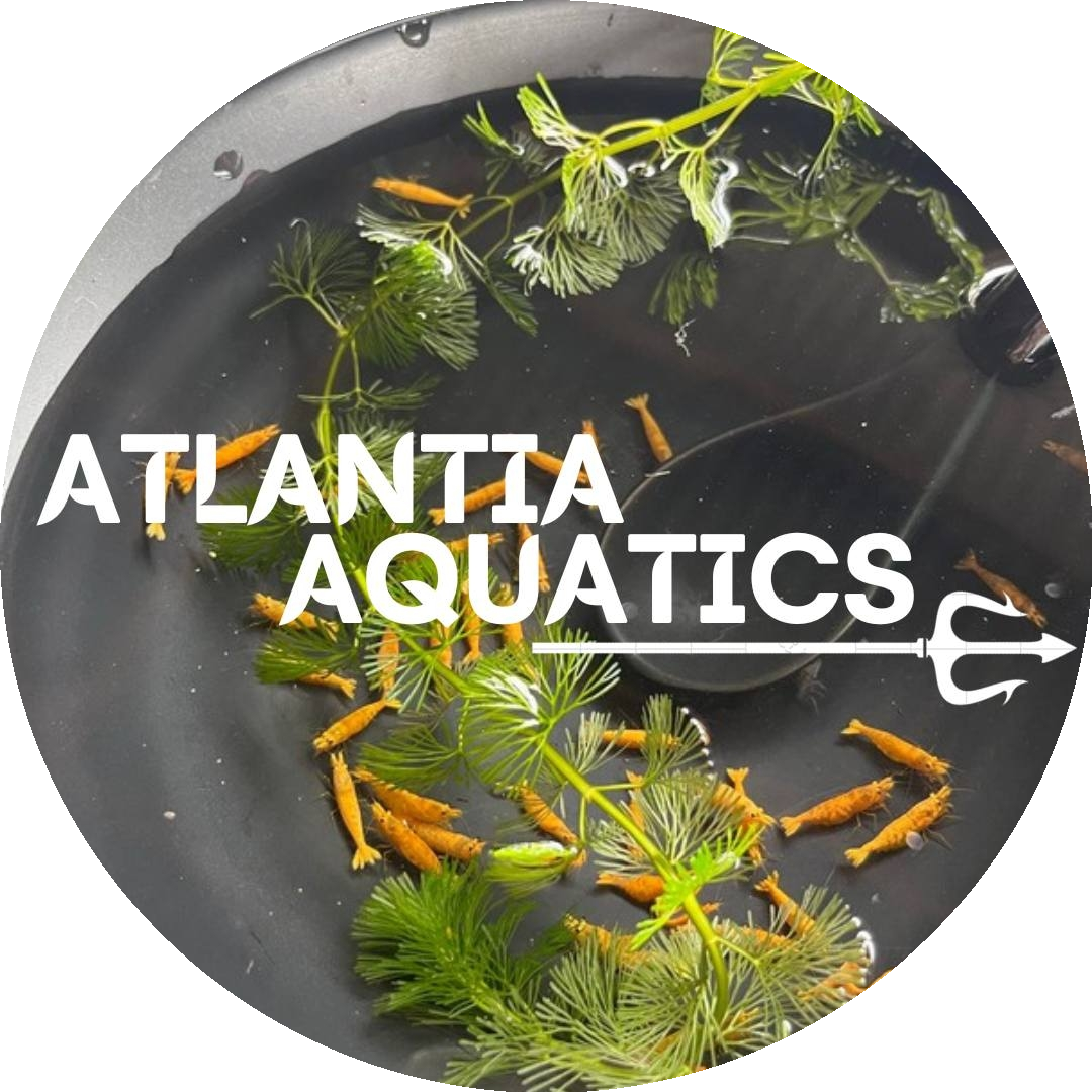 Atlantia Aquatics Logo - Premium Neocaridina Shrimps